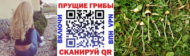 MEGA онион Новосокольники Псилоцибиновые грибы прущие грибы